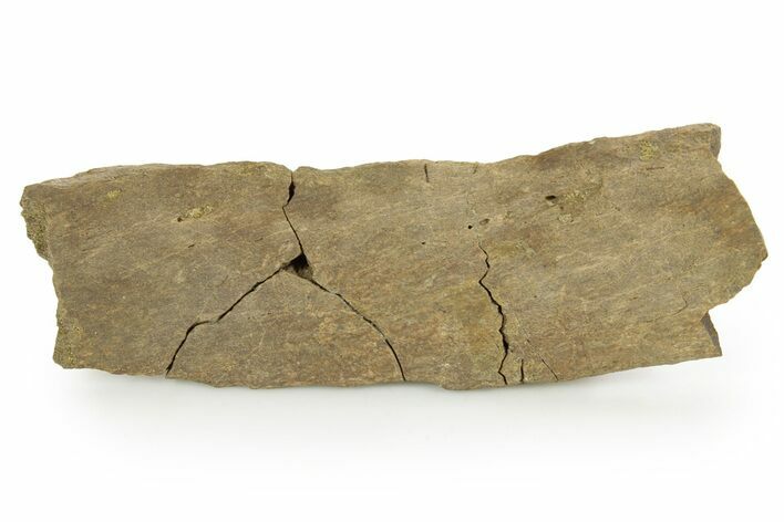 Hadrosaur (Edmontosaurus) Rib Section - Wyoming #378379